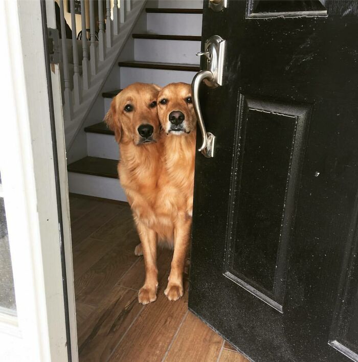 56 Dog Photos That Prove These Weirdos Make Life Better 56 Dog Photos That Prove These Weirdos Make Life Better