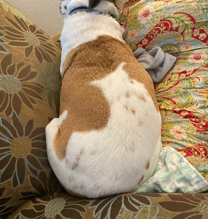 56 Dog Photos That Prove These Weirdos Make Life Better 56 Dog Photos That Prove These Weirdos Make Life Better