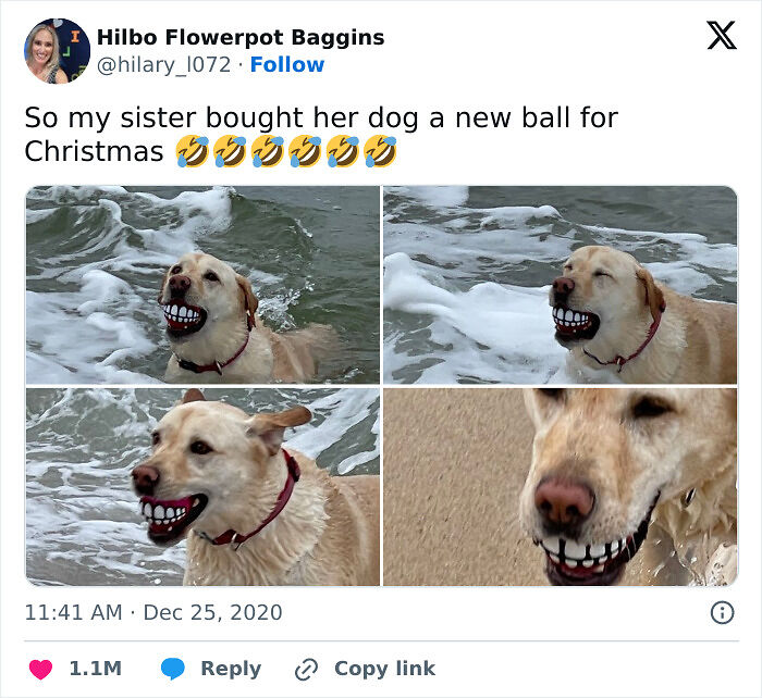 56 Dog Photos That Prove These Weirdos Make Life Better 56 Dog Photos That Prove These Weirdos Make Life Better