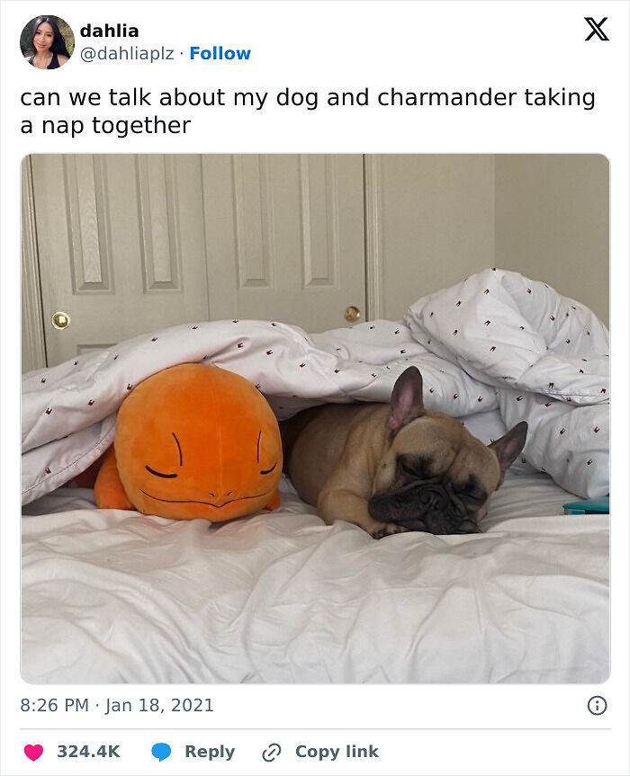 56 Dog Photos That Prove These Weirdos Make Life Better 56 Dog Photos That Prove These Weirdos Make Life Better