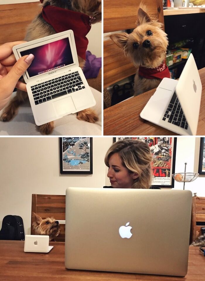 56 Dog Photos That Prove These Weirdos Make Life Better 56 Dog Photos That Prove These Weirdos Make Life Better