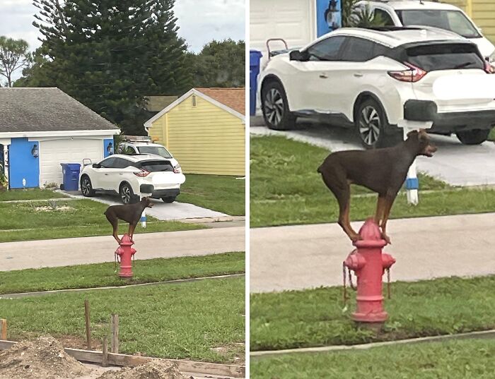 56 Dog Photos That Prove These Weirdos Make Life Better 56 Dog Photos That Prove These Weirdos Make Life Better