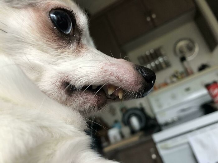56 Dog Photos That Prove These Weirdos Make Life Better 56 Dog Photos That Prove These Weirdos Make Life Better