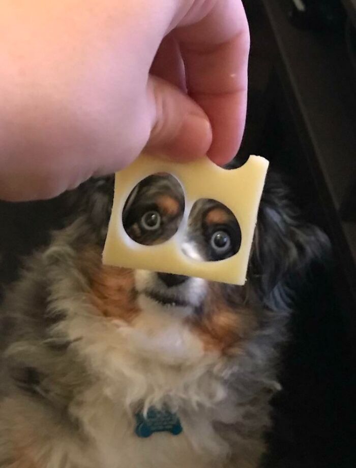56 Dog Photos That Prove These Weirdos Make Life Better 56 Dog Photos That Prove These Weirdos Make Life Better