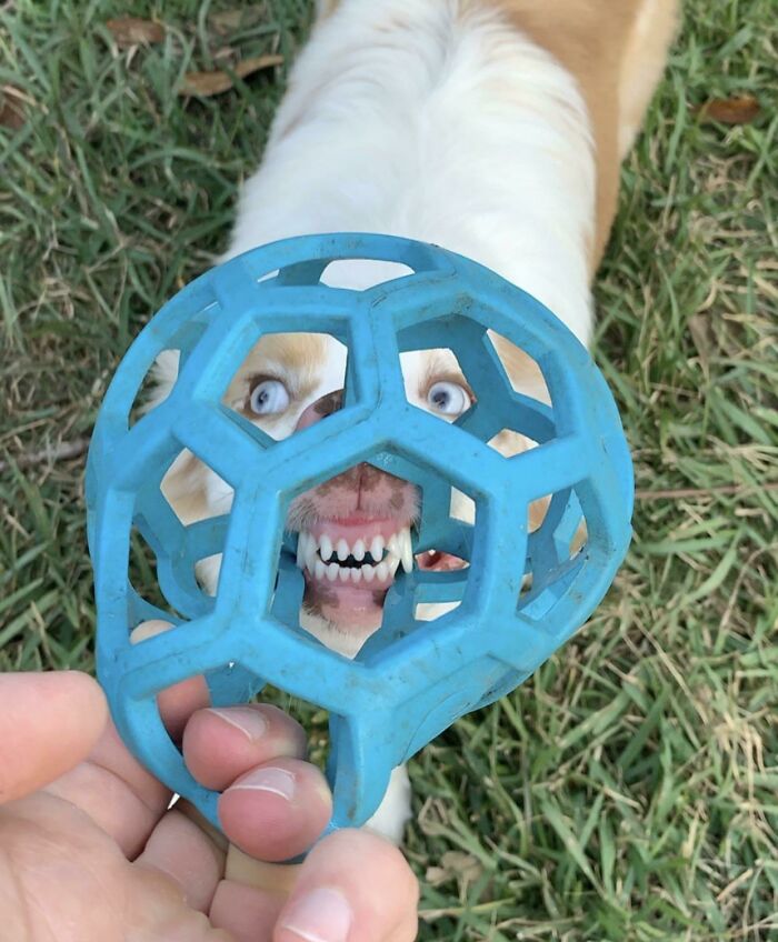 56 Dog Photos That Prove These Weirdos Make Life Better 56 Dog Photos That Prove These Weirdos Make Life Better