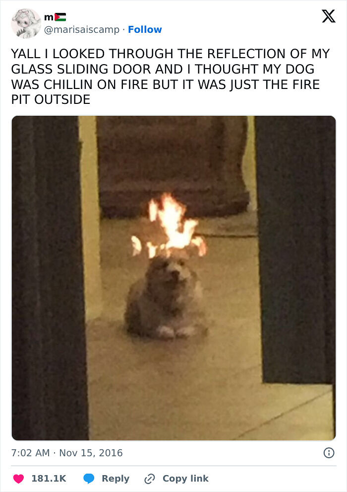 56 Dog Photos That Prove These Weirdos Make Life Better 56 Dog Photos That Prove These Weirdos Make Life Better
