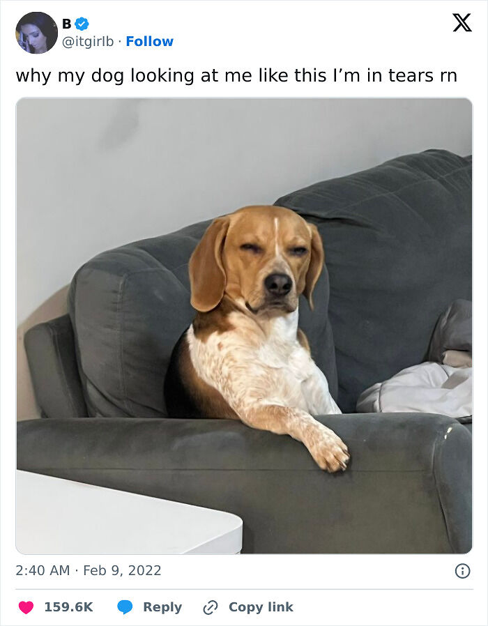 56 Dog Photos That Prove These Weirdos Make Life Better 56 Dog Photos That Prove These Weirdos Make Life Better