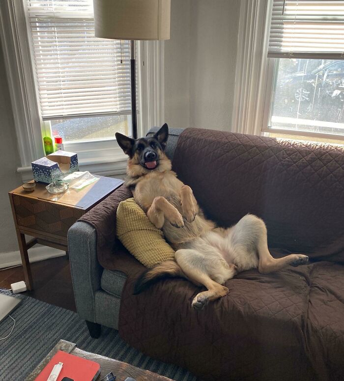 56 Dog Photos That Prove These Weirdos Make Life Better 56 Dog Photos That Prove These Weirdos Make Life Better