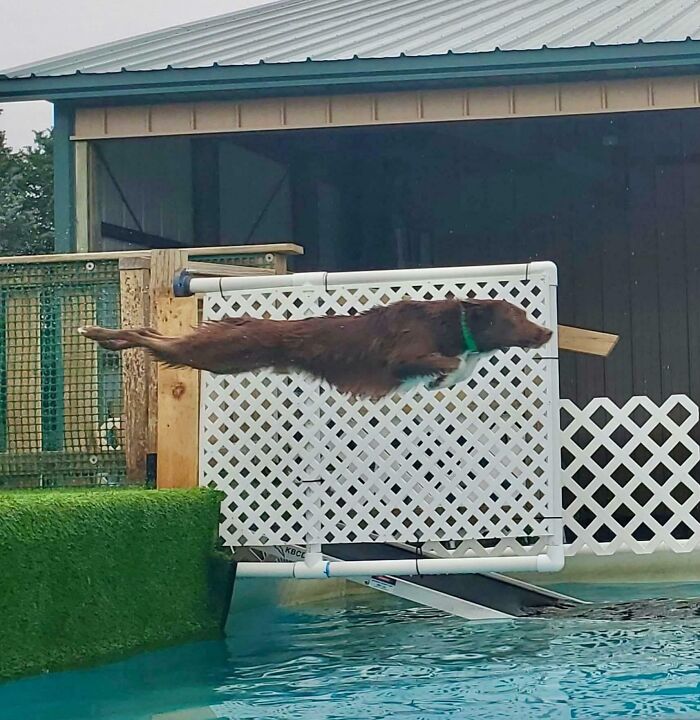 56 Dog Photos That Prove These Weirdos Make Life Better 56 Dog Photos That Prove These Weirdos Make Life Better