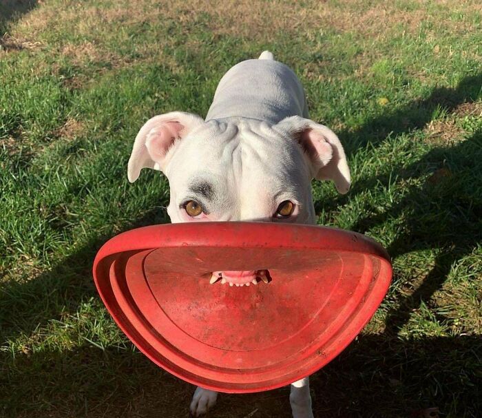 56 Dog Photos That Prove These Weirdos Make Life Better 56 Dog Photos That Prove These Weirdos Make Life Better