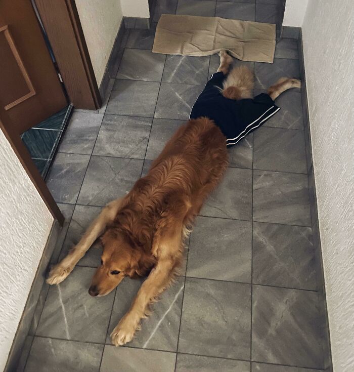 56 Dog Photos That Prove These Weirdos Make Life Better 56 Dog Photos That Prove These Weirdos Make Life Better