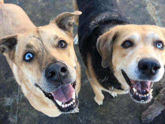 56 Dog Photos That Prove These Weirdos Make Life Better 56 Dog Photos That Prove These Weirdos Make Life Better