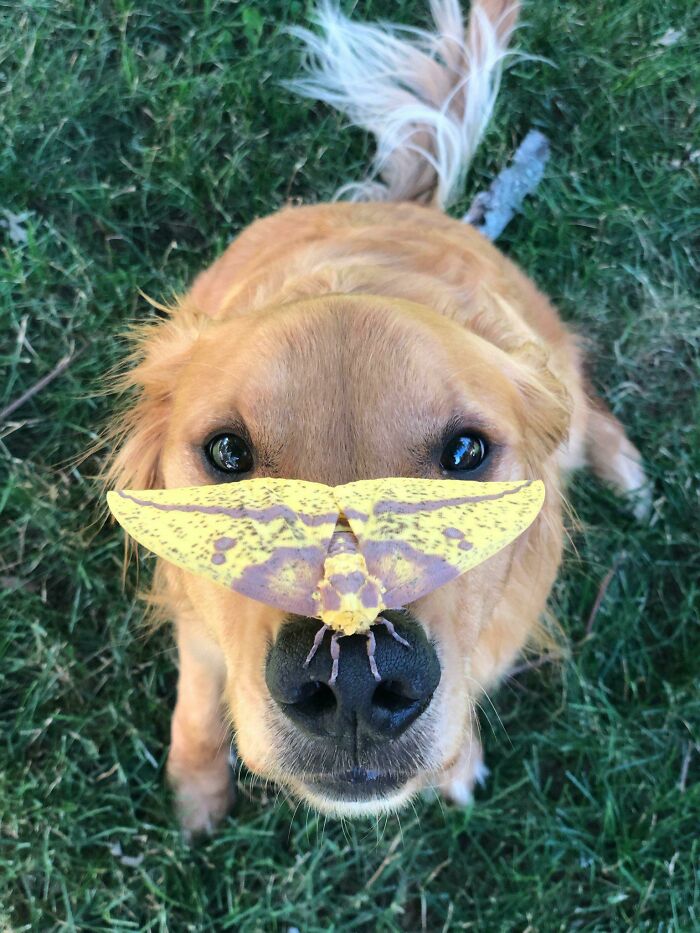 56 Dog Photos That Prove These Weirdos Make Life Better 56 Dog Photos That Prove These Weirdos Make Life Better