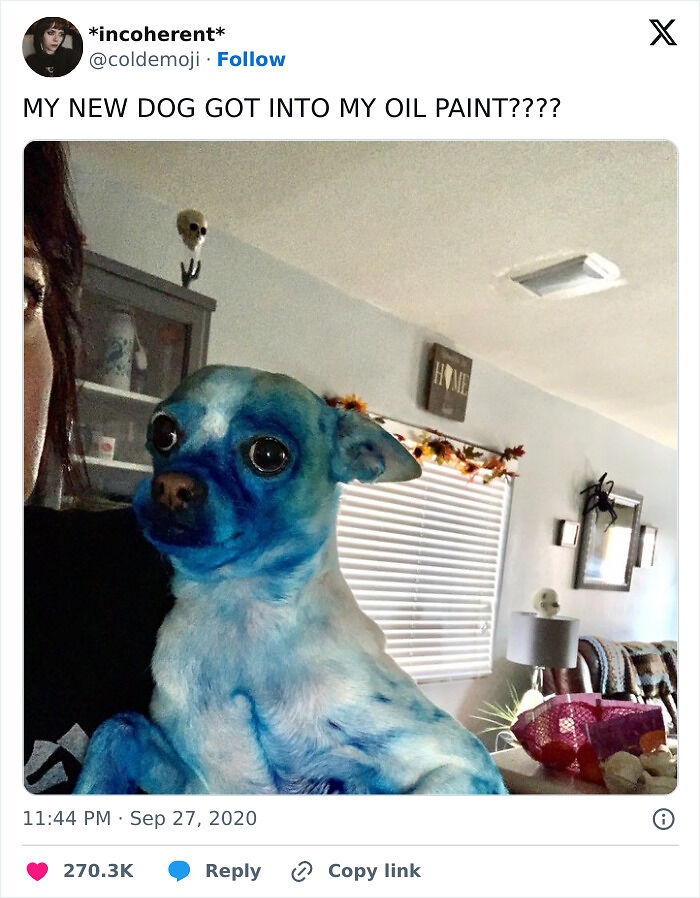 56 Dog Photos That Prove These Weirdos Make Life Better 56 Dog Photos That Prove These Weirdos Make Life Better