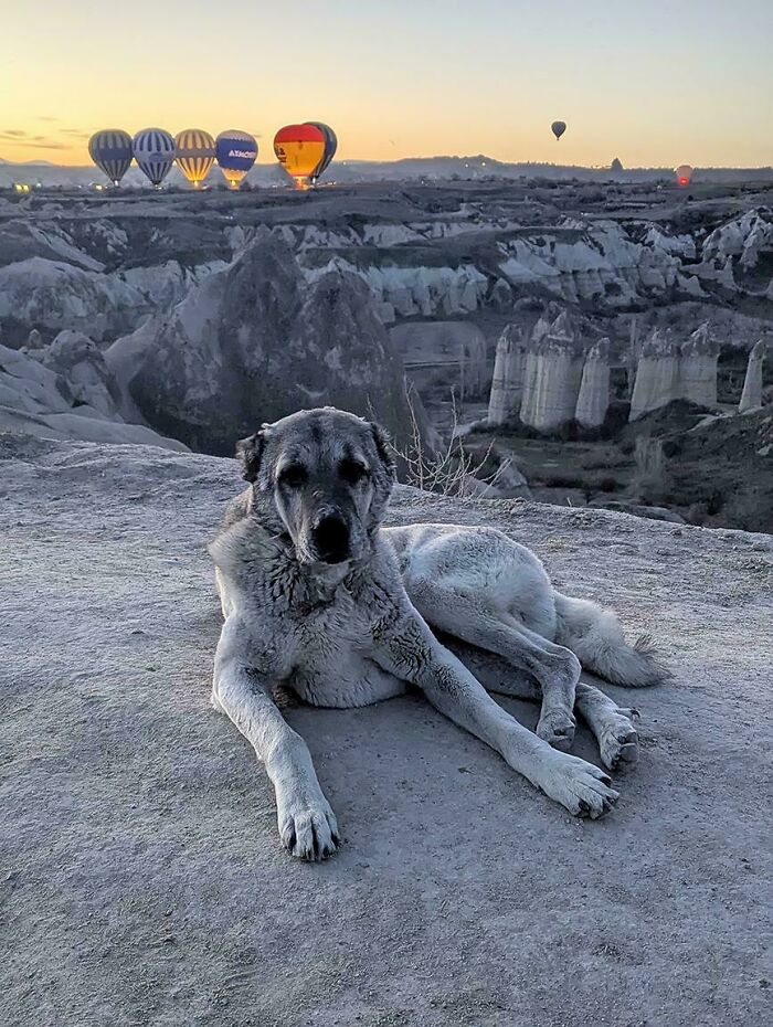 56 Dog Photos That Prove These Weirdos Make Life Better 56 Dog Photos That Prove These Weirdos Make Life Better