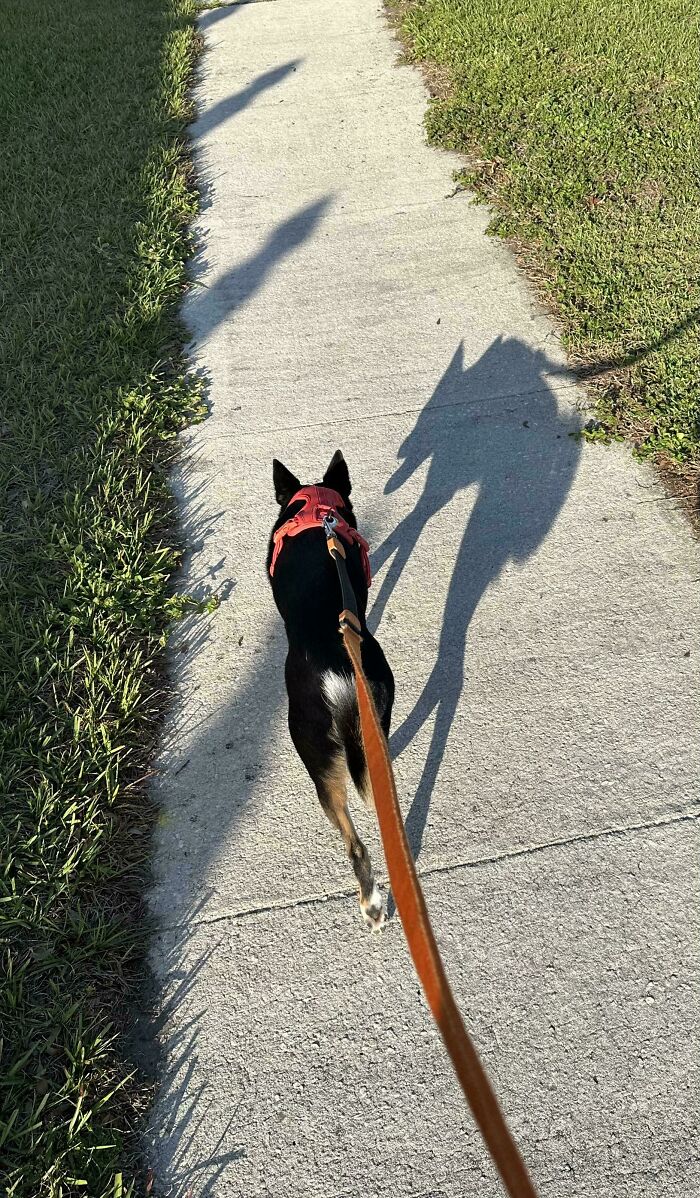 56 Dog Photos That Prove These Weirdos Make Life Better 56 Dog Photos That Prove These Weirdos Make Life Better