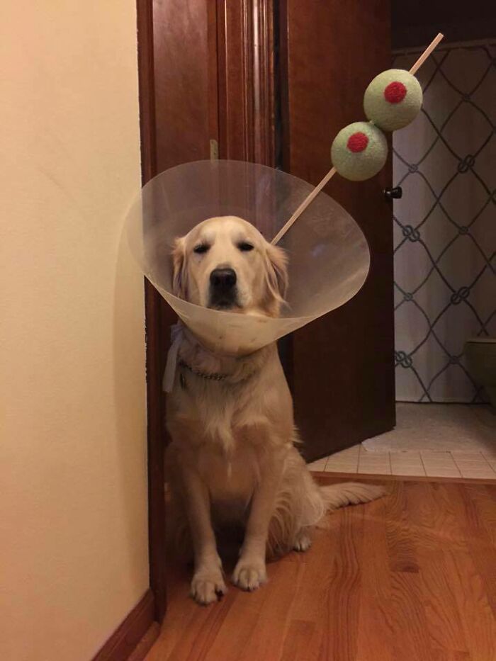 56 Dog Photos That Prove These Weirdos Make Life Better 56 Dog Photos That Prove These Weirdos Make Life Better