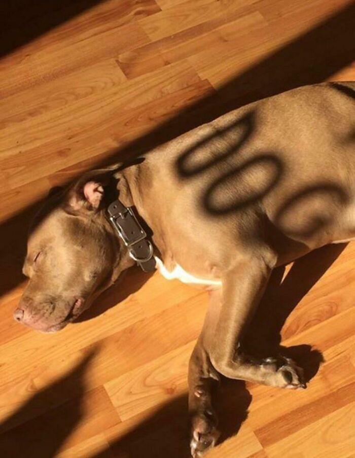 56 Dog Photos That Prove These Weirdos Make Life Better 56 Dog Photos That Prove These Weirdos Make Life Better