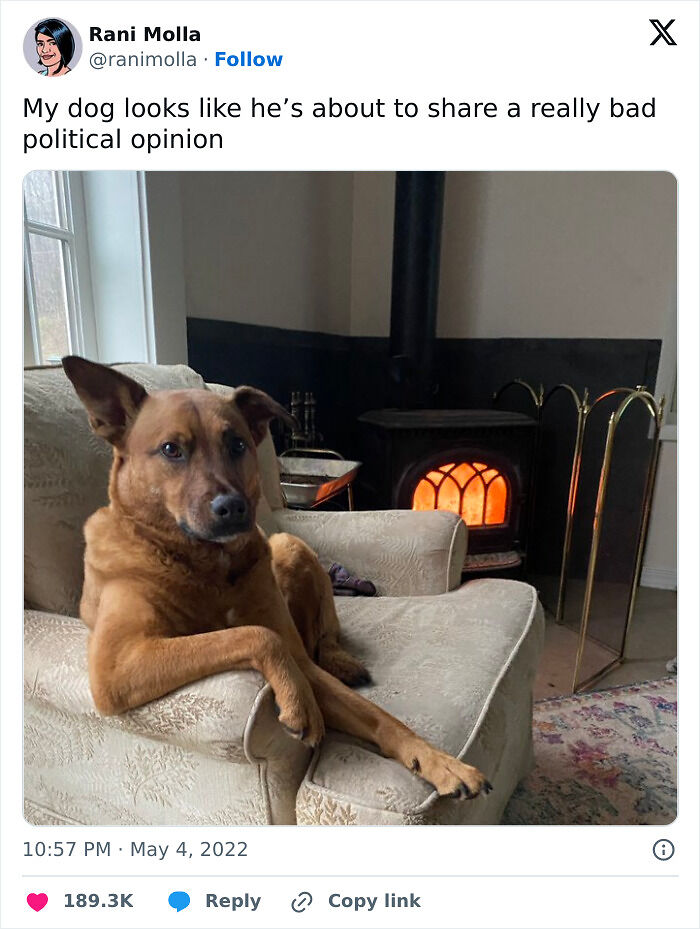 56 Dog Photos That Prove These Weirdos Make Life Better 56 Dog Photos That Prove These Weirdos Make Life Better