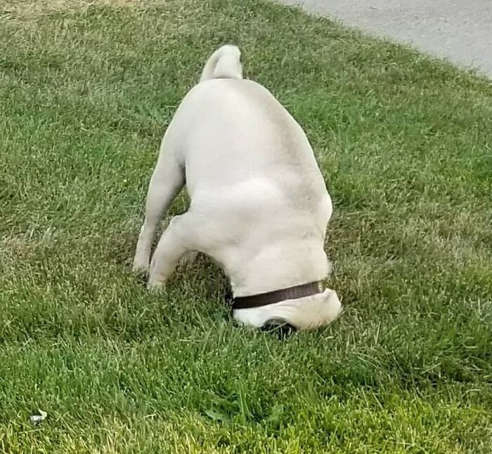 56 Dog Photos That Prove These Weirdos Make Life Better 56 Dog Photos That Prove These Weirdos Make Life Better
