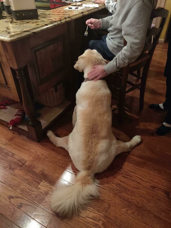 56 Dog Photos That Prove These Weirdos Make Life Better 56 Dog Photos That Prove These Weirdos Make Life Better