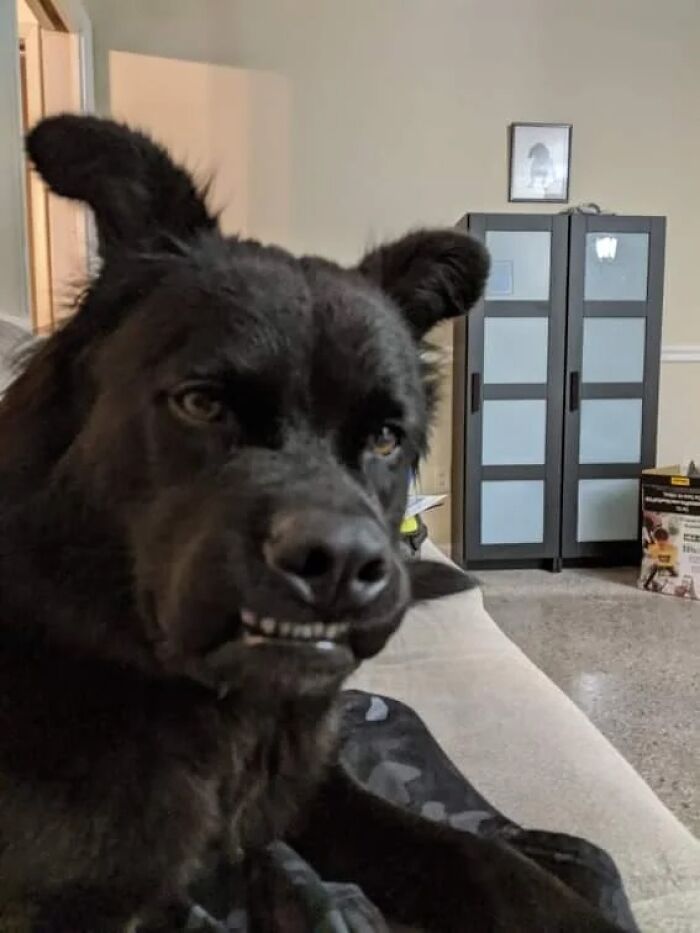 56 Dog Photos That Prove These Weirdos Make Life Better 56 Dog Photos That Prove These Weirdos Make Life Better