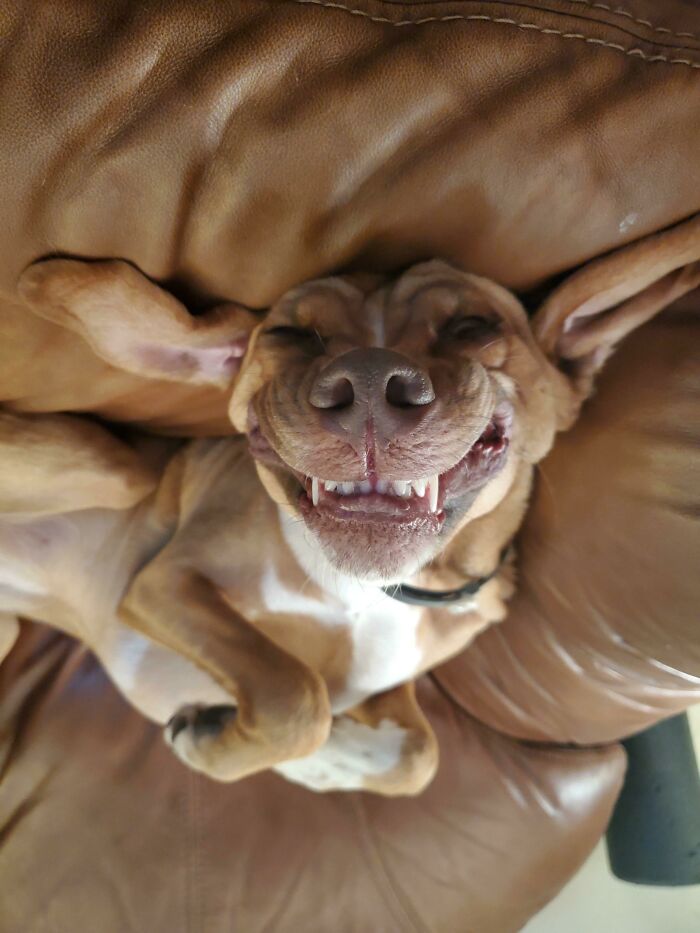 56 Dog Photos That Prove These Weirdos Make Life Better 56 Dog Photos That Prove These Weirdos Make Life Better