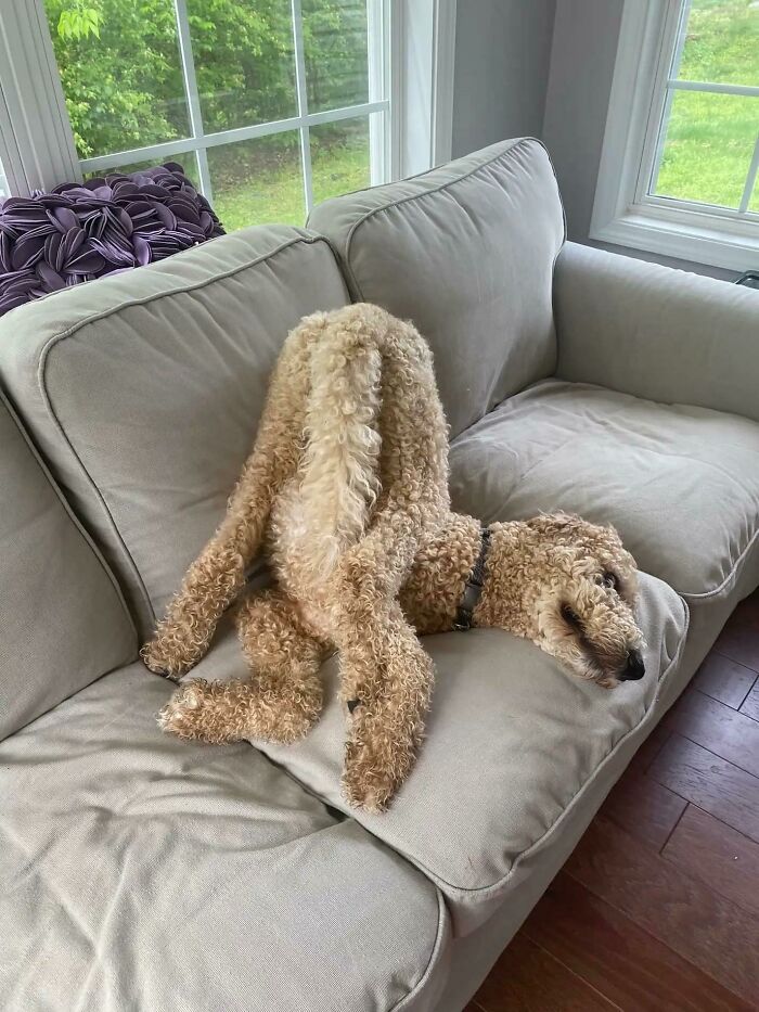 56 Dog Photos That Prove These Weirdos Make Life Better 56 Dog Photos That Prove These Weirdos Make Life Better