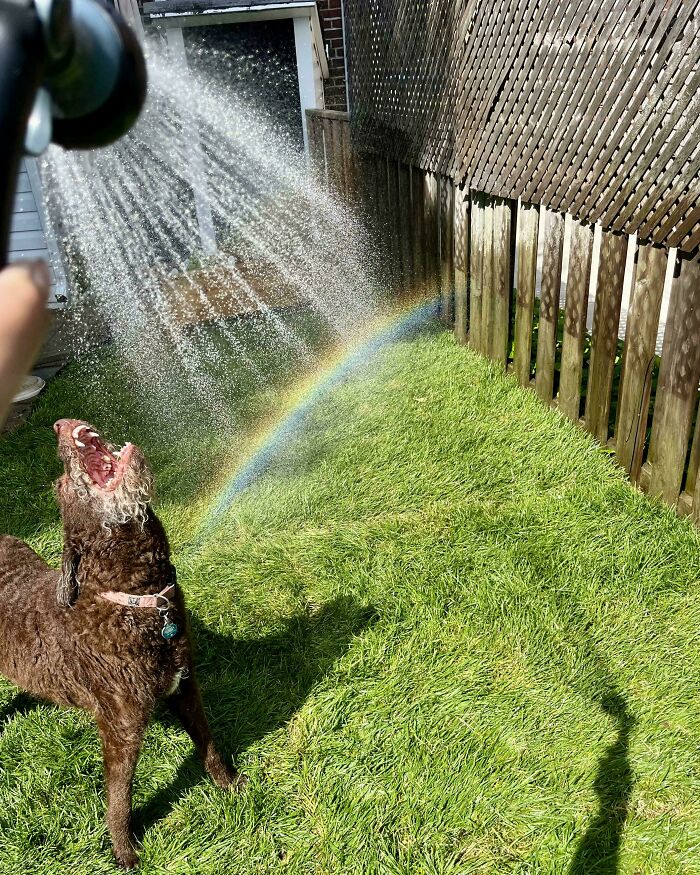 56 Dog Photos That Prove These Weirdos Make Life Better 56 Dog Photos That Prove These Weirdos Make Life Better