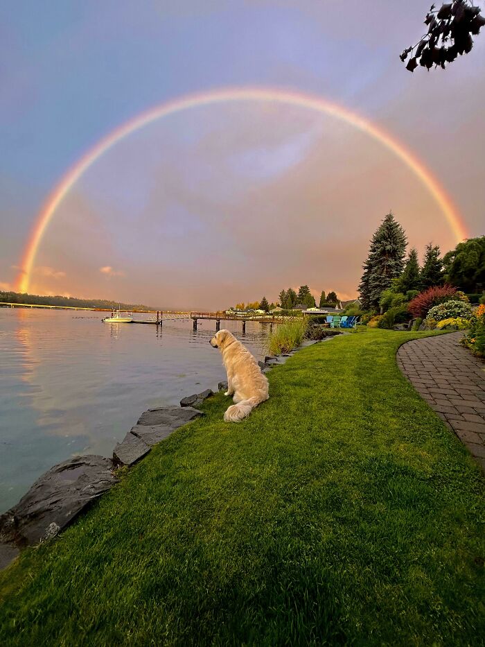 56 Dog Photos That Prove These Weirdos Make Life Better 56 Dog Photos That Prove These Weirdos Make Life Better
