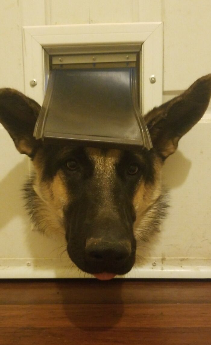 56 Dog Photos That Prove These Weirdos Make Life Better 56 Dog Photos That Prove These Weirdos Make Life Better