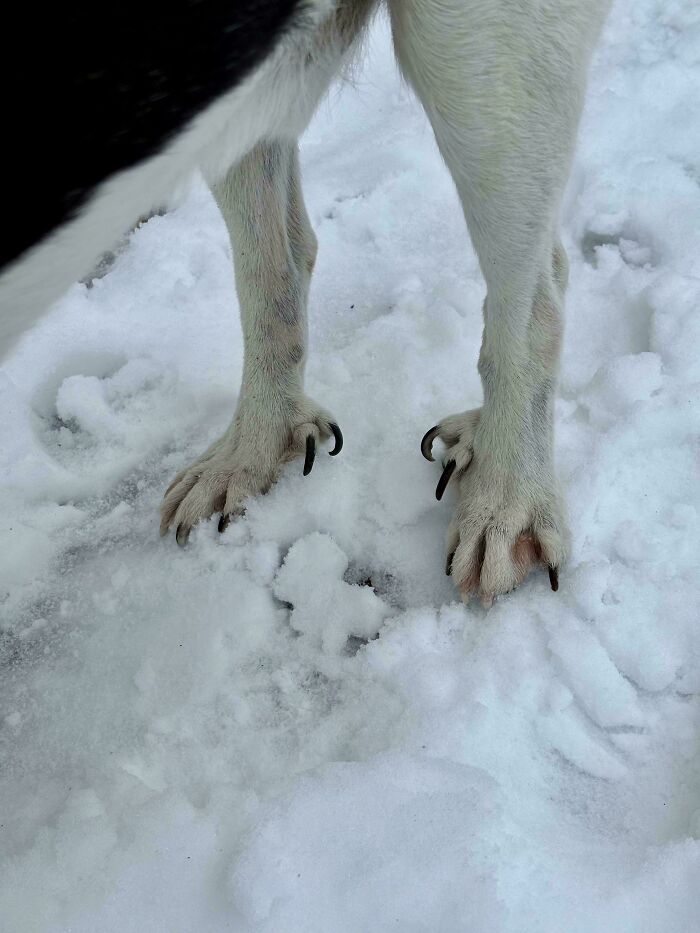 56 Dog Photos That Prove These Weirdos Make Life Better 56 Dog Photos That Prove These Weirdos Make Life Better