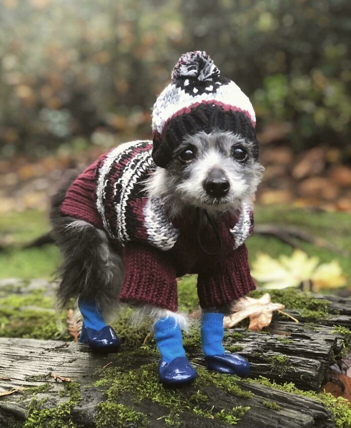 56 Dog Photos That Prove These Weirdos Make Life Better 56 Dog Photos That Prove These Weirdos Make Life Better