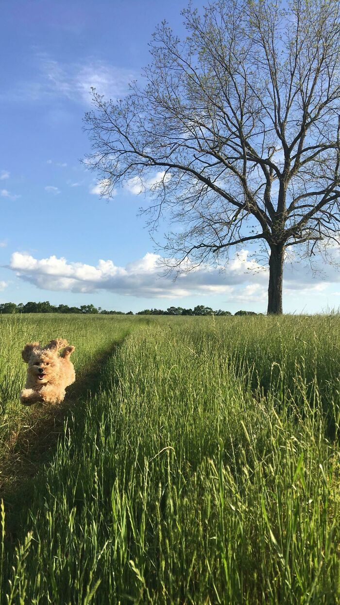 56 Dog Photos That Prove These Weirdos Make Life Better 56 Dog Photos That Prove These Weirdos Make Life Better