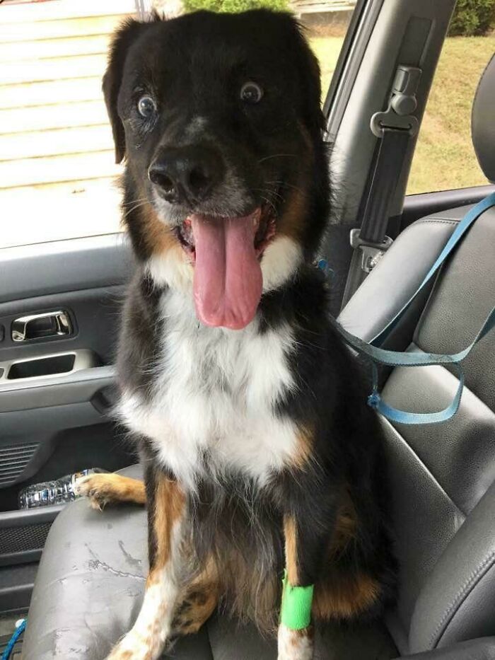 56 Dog Photos That Prove These Weirdos Make Life Better 56 Dog Photos That Prove These Weirdos Make Life Better