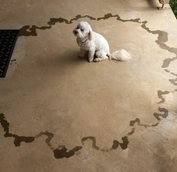 56 Dog Photos That Prove These Weirdos Make Life Better 56 Dog Photos That Prove These Weirdos Make Life Better