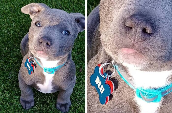56 Dog Photos That Prove These Weirdos Make Life Better 56 Dog Photos That Prove These Weirdos Make Life Better