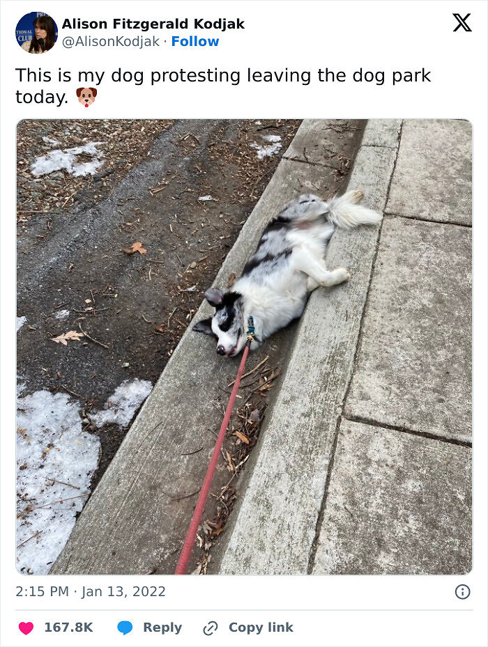 56 Dog Photos That Prove These Weirdos Make Life Better 56 Dog Photos That Prove These Weirdos Make Life Better