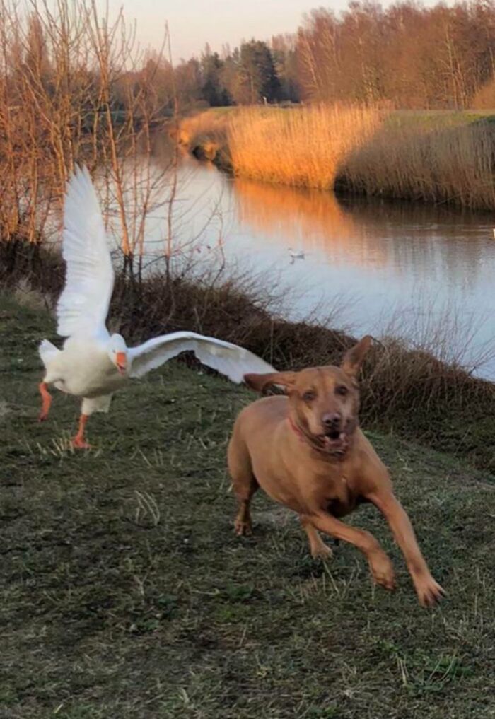56 Dog Photos That Prove These Weirdos Make Life Better 56 Dog Photos That Prove These Weirdos Make Life Better