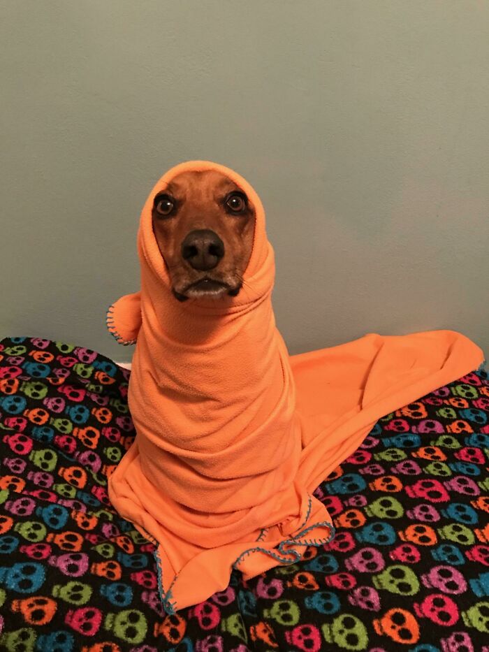 56 Dog Photos That Prove These Weirdos Make Life Better 56 Dog Photos That Prove These Weirdos Make Life Better