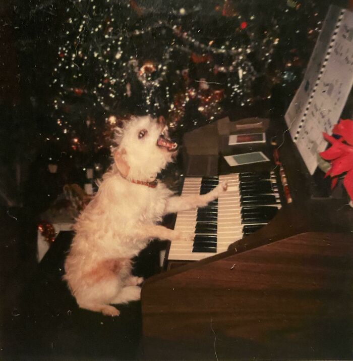56 Dog Photos That Prove These Weirdos Make Life Better 56 Dog Photos That Prove These Weirdos Make Life Better