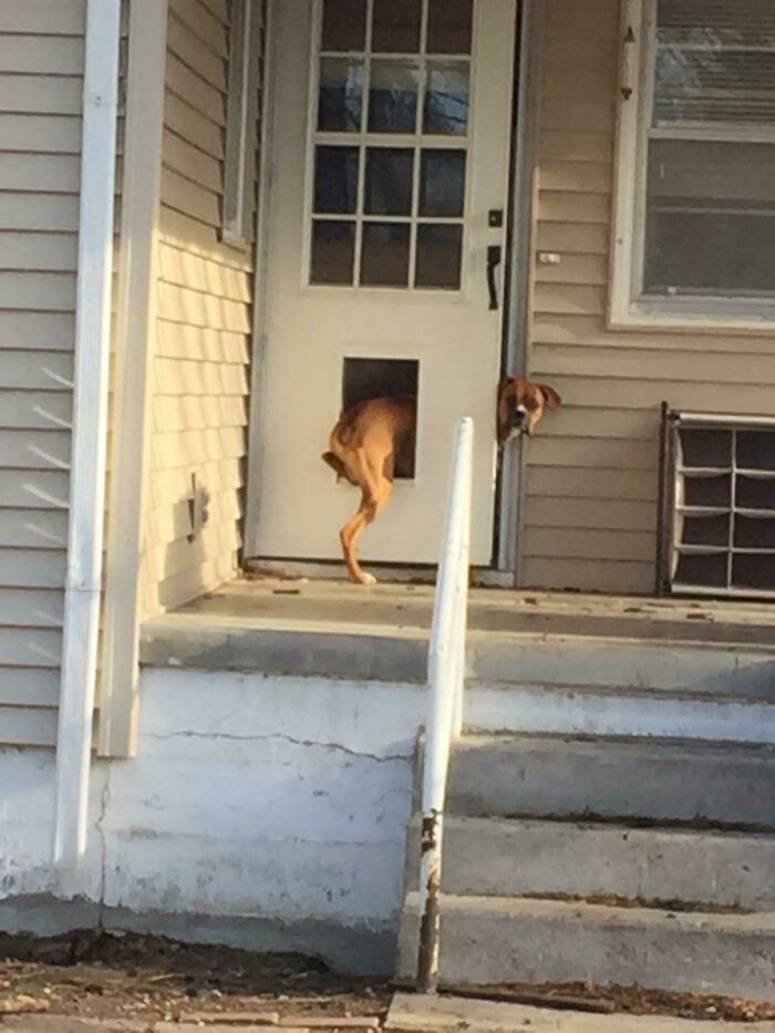 56 Dog Photos That Prove These Weirdos Make Life Better 56 Dog Photos That Prove These Weirdos Make Life Better