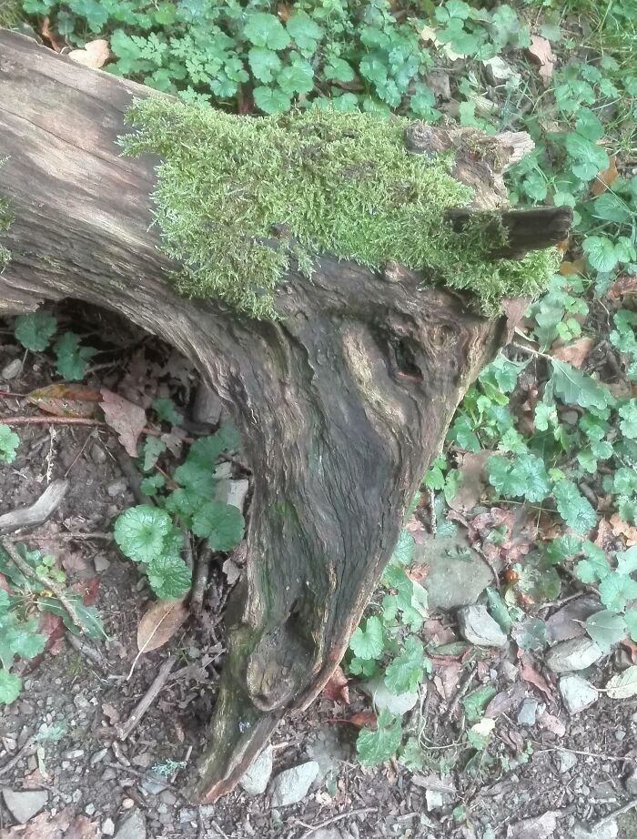 56 Mind-Bending Cases Of Pareidolia That Are Equal Parts Creepy And Hilarious (New Pics) 56 Mind-Bending Cases Of Pareidolia That Are Equal Parts Creepy And Hilarious (New Pics)