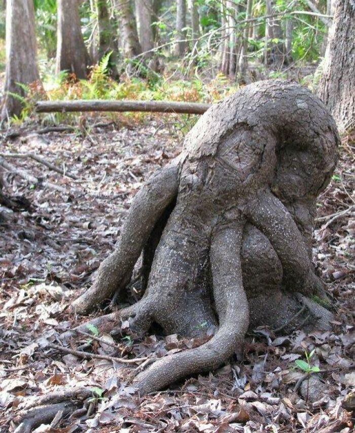 56 Mind-Bending Cases Of Pareidolia That Are Equal Parts Creepy And Hilarious (New Pics) 56 Mind-Bending Cases Of Pareidolia That Are Equal Parts Creepy And Hilarious (New Pics)