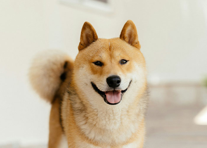 Quietest Dog Breeds Exposed By Experts, Perfect For Peaceful Homes Quietest Dog Breeds Exposed By Experts, Perfect For Peaceful Homes