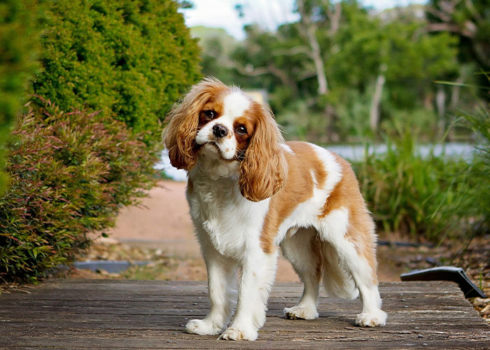 Quietest Dog Breeds Exposed By Experts, Perfect For Peaceful Homes Quietest Dog Breeds Exposed By Experts, Perfect For Peaceful Homes
