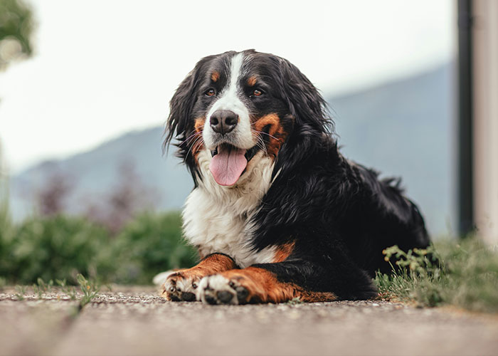 Quietest Dog Breeds Exposed By Experts, Perfect For Peaceful Homes Quietest Dog Breeds Exposed By Experts, Perfect For Peaceful Homes