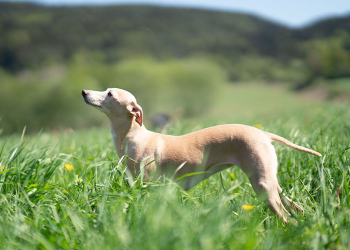 Quietest Dog Breeds Exposed By Experts, Perfect For Peaceful Homes Quietest Dog Breeds Exposed By Experts, Perfect For Peaceful Homes
