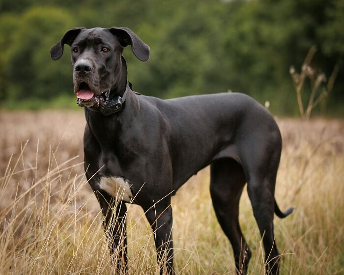 Quietest Dog Breeds Exposed By Experts, Perfect For Peaceful Homes Quietest Dog Breeds Exposed By Experts, Perfect For Peaceful Homes