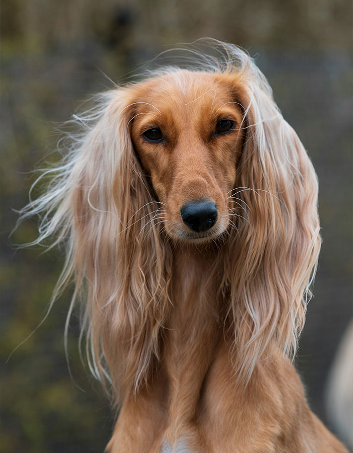Quietest Dog Breeds Exposed By Experts, Perfect For Peaceful Homes Quietest Dog Breeds Exposed By Experts, Perfect For Peaceful Homes